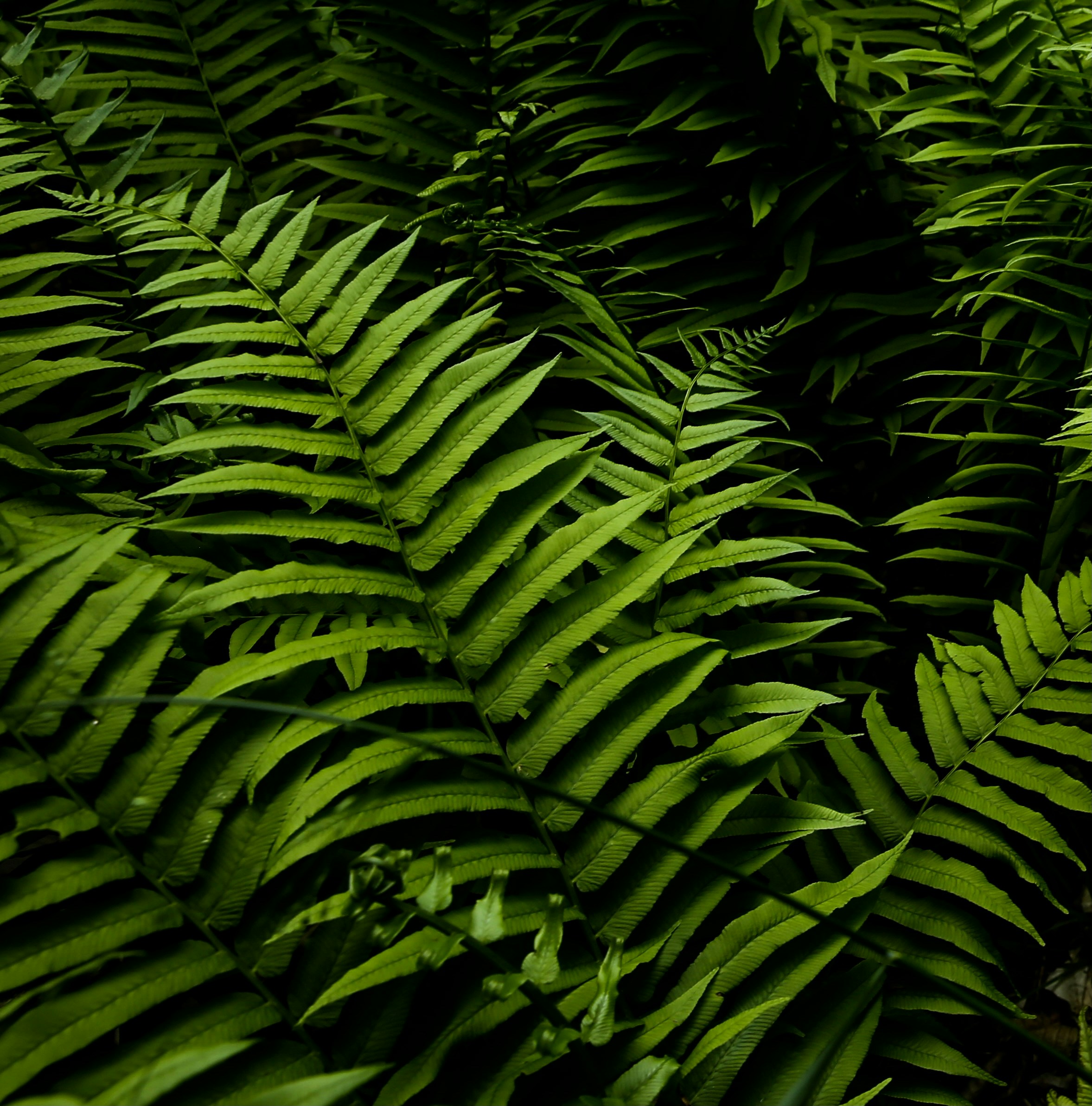 Fern - Plant Care Bot